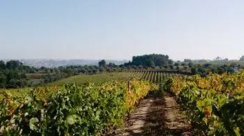 La Région Viticole du Porto et Douro