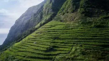 La Région Viticole des Açores