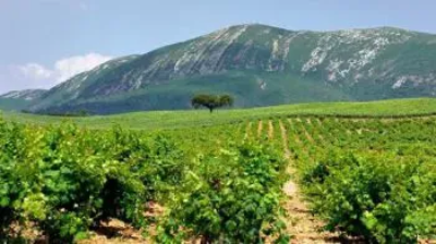 La Région Viticole de la Péninsule de Setúbal