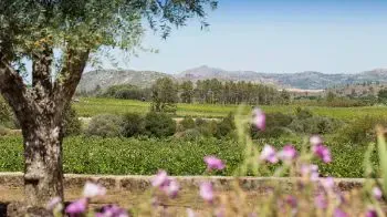 La Région Viticole de Beira Interior