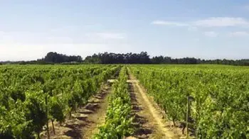 La Région Viticole de Bairrada