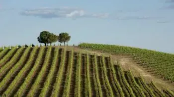 La Région Viticole de l'Alentejo