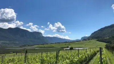 Vins d'Italie
