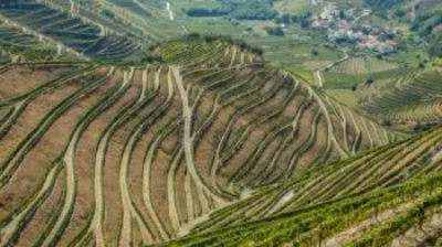 Vins du Portugal