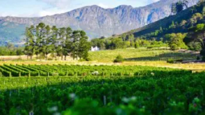 Vins d'Afrique du Sud