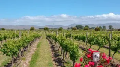 Vins d'Australie