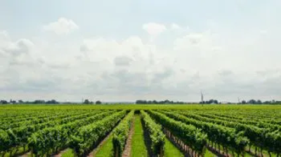 Vins d'Argentine