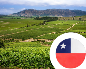 Image de la catégorie Vin du Chili