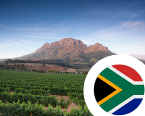 Image de la catégorie Vin d'Afrique du Sud